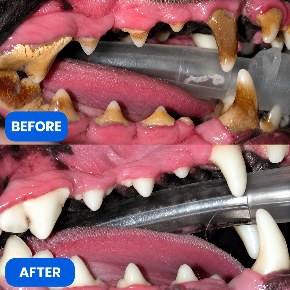 Pawtopia Dog Teeth Cleaner™